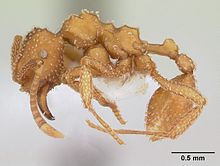 Myrmicocrypta squamosa casent0173990 profil 1.jpg