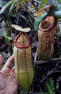 <i>Nepenthes malayensis</i> Species of carnivorous plant