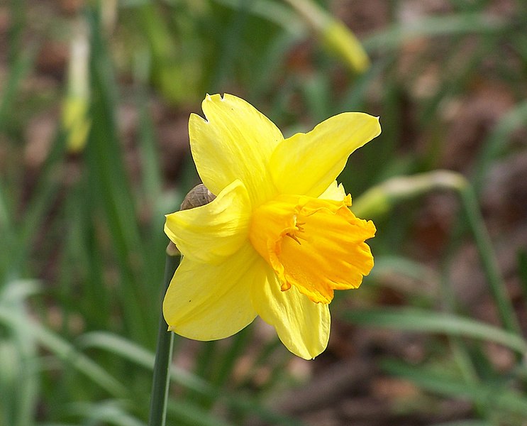 File:Narcissus pseudonarcissus flower – front.jpg