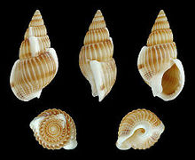 Nassarius (Zeuxis) variciferus