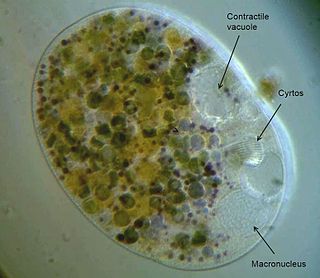 Nassophorea Class of single-celled organisms