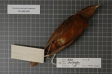 Центр биоразнообразия Naturalis - RMNH.AVES.123706 2 - Coracina tenuirostris insperata (Finsch, 1875) - Campephagidae - образец кожи птицы.jpeg