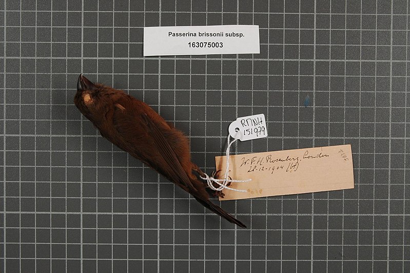 File:Naturalis Biodiversity Center - RMNH.AVES.151979 1 - Passerina brissonii subsp. - Emberizidae - bird skin specimen.jpeg