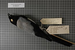Naturalis Biodiversity Center - RMNH.AVES.19428 1 - Coracina longicauda grisea Junge, 1939 - Campephagidae - bird skin specimen.jpeg