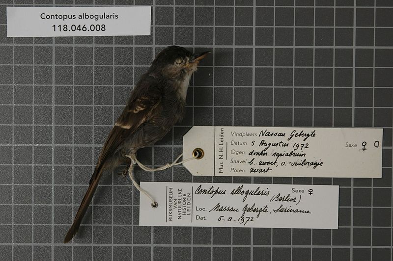 File:Naturalis Biodiversity Center - RMNH.AVES.72456 1 - Contopus albogularis (Berlioz, 1962) - Tyrannidae - bird skin specimen.jpeg