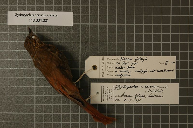 File:Naturalis Biodiversity Center - RMNH.AVES.72597 1 - Glyphorynchus spirurus spirurus (Vieillot, 1819) - Dendrocolaptidae - bird skin specimen.jpeg