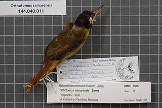 <span class="mw-page-title-main">Yellow-breasted tailorbird</span> Species of bird