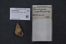 Naturalis биоалуантүрлілік орталығы - RMNH.MOL.161356 - Тудорина рангелина (Пой, 1851) - Annulariidae - Mollusc shell.jpeg
