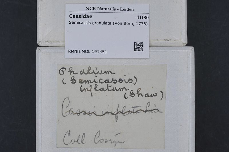 File:Naturalis Biodiversity Center - RMNH.MOL.191451 1 - Semicassis granulata (Von Born, 1778) - Cassidae - Mollusc shell.jpeg