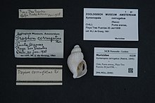 Centrum biologické rozmanitosti Naturalis - ZMA.MOLL.28461 - Xymenopsis corrugatus (Reeve, 1845) - Muricidae - měkkýši shell.jpeg