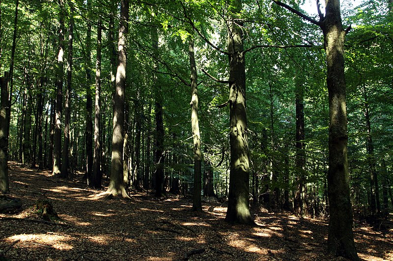 File:Nature reserve Bystřice in summer 2015 (10).JPG