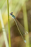 Nehalennia speciosa LR.JPG