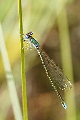 Mažoji nehalenija (Nehalennia speciosa)