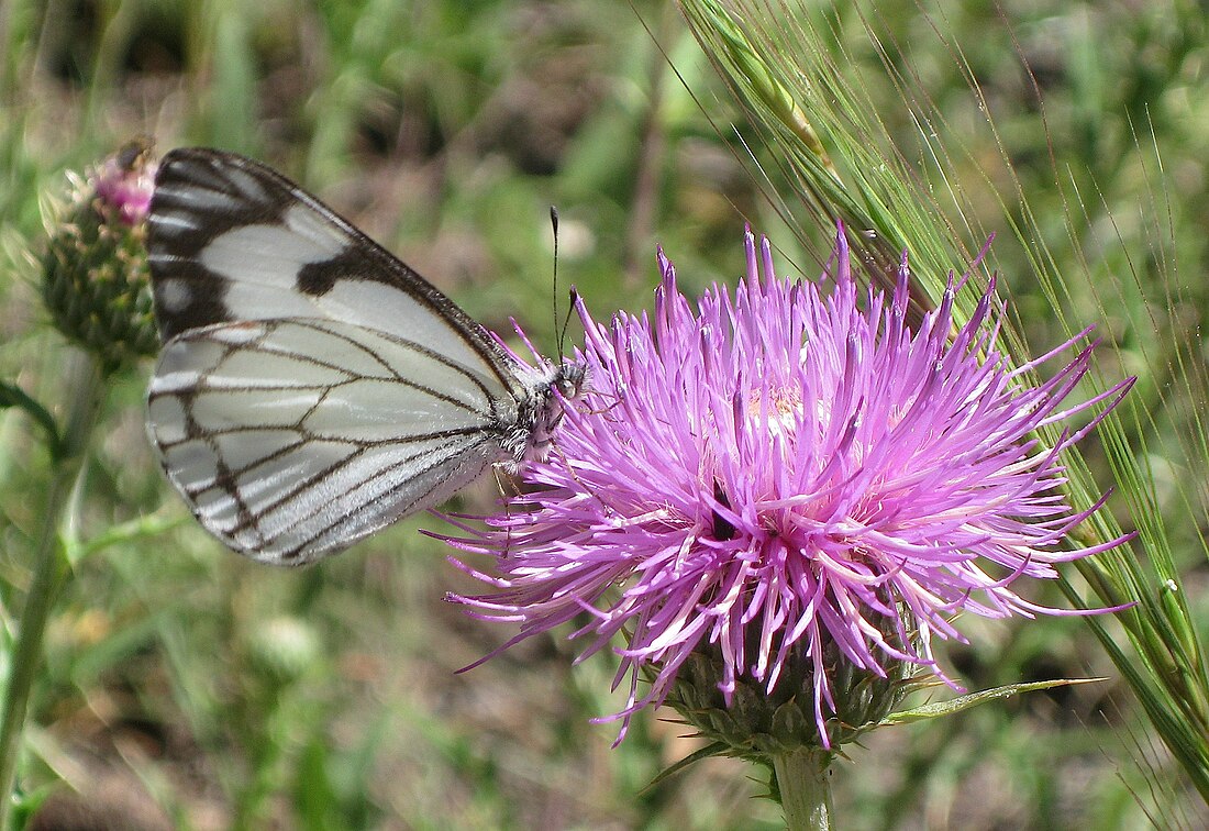 Neophasia menapia