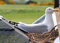Nesting Herring Gull.jpg