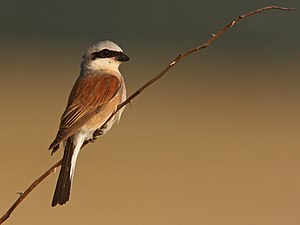 Krevety s červeným hřbetem (Lanius collurio), mužský zpěv? / I