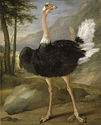 Этюд страуса. Между 1643 и 1678. Холст, масло. Лувр, Париж