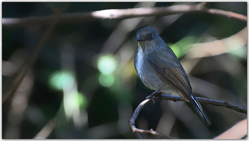 File:Nilgiri Flycatcher (Eumyias albicaudatus) – Female by Dharani Prakash.jpg