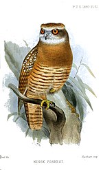 Ninox forbesi-en irudi txikia