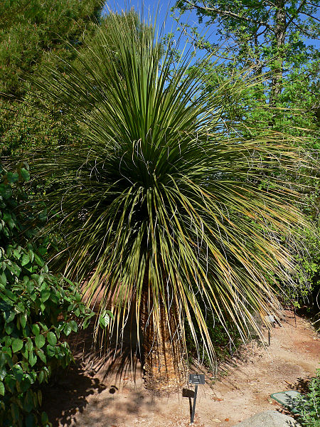 Nolina matapensis