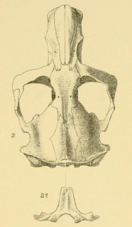 <span class="mw-page-title-main">Oriental Basin pocket gopher</span> Species of rodent