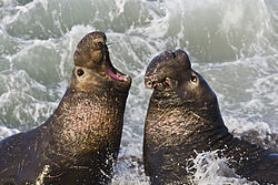 Overhunting pushed the northern elephant seal to the brink of extinction by the late 19th century. Although they have made a comeback, the genetic variation within the population remains very low. Northern Elephant Seal, San Simeon2.jpg