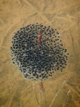 Frog Eggs