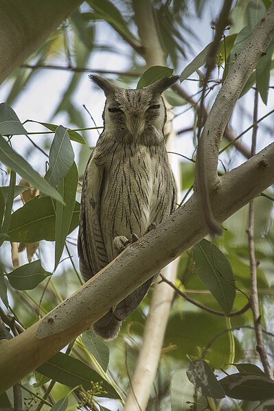 File:Northern White-faced Owl, Gambia (31807717104).jpg