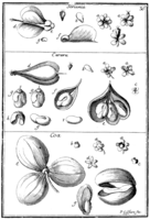 Tafel 35: „Seriania“ „Cururu“ „Coa“