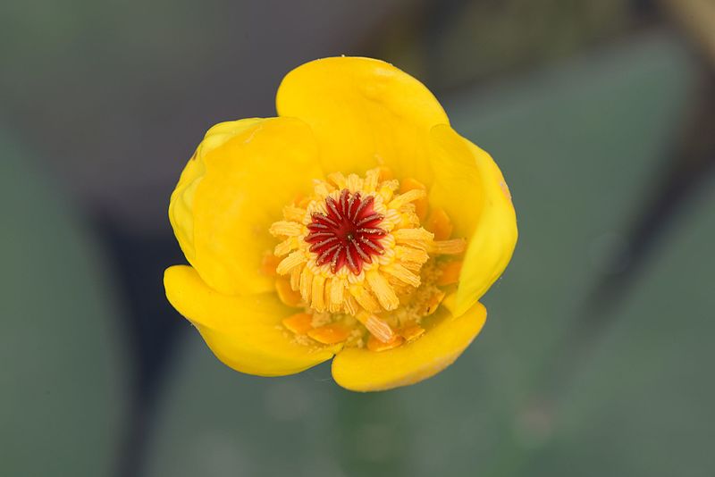 File:Nuphar pumila var. ozeense 5.jpg