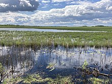 Olmanskie swamps in Belarus - May 2021 04.jpg