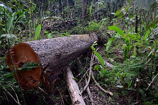 <span class="mw-page-title-main">Tapajós–Xingu moist forests</span>