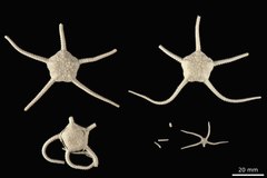 File:Ophiurolepis brevirima - OPH-000085 hab-dor.tif (Category:Echinodermata in the Natural History Museum of Denmark)