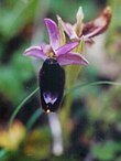 Ophrys bertolonii 2001.jpg