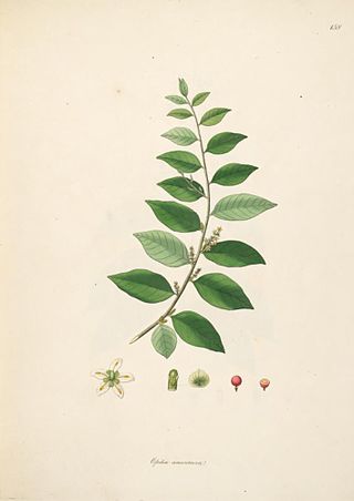 <span class="mw-page-title-main">Opiliaceae</span> Family of flowering plants