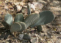 Opuntia basilaris at the Springs Preserve