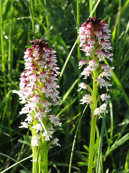 File:Orchis ustulata 01 NSG Hochberg.jpg