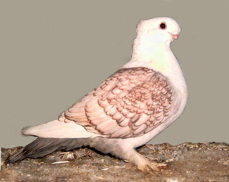 File:Oriental frill(red laced satinette).jpg