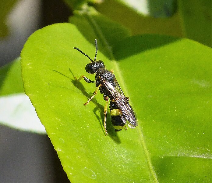 File:Ornate-tailed Digger Wasp. Cerceris rybyensis (29700419518).jpg