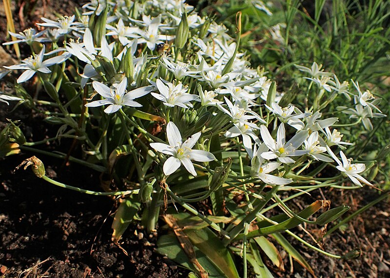 File:Ornithogalum montanum kz03.jpg