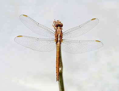 ♀ Orthetrum coerulescens (Keeled skimmer)