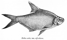 Osteobrama alfredianus