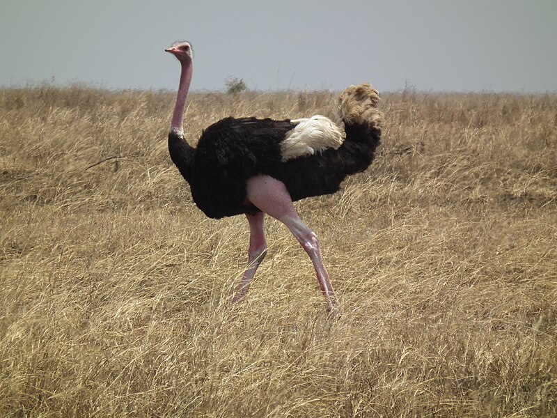 File:Ostrich Struthio camelus Tanzania 3724 Nevit.jpg