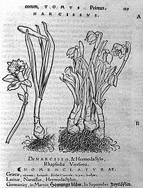 Otto Brunfels, Narcissus, in "Herbarum vivae eicones" Wellcome L0006546.jpg