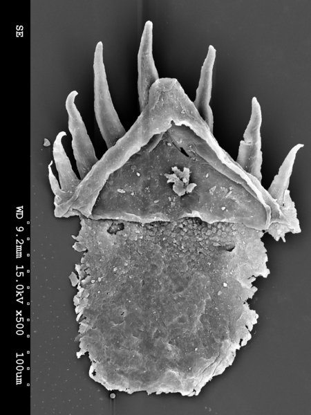 File:Ottoia prolifica Type B tooth.png