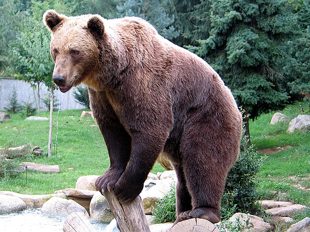 Bear - Wikipedia