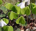 Oxalis acetosella ENBLA10.jpg