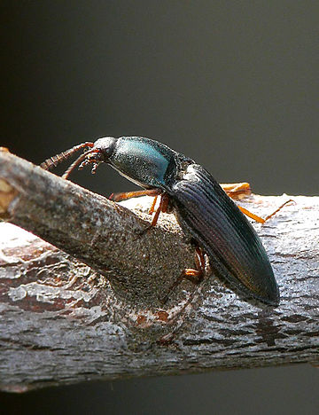 File:P1080410 Selatosomus aeneus.jpg