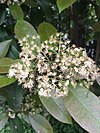 PIC 20160424 Photinia serratifolia.jpg