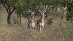 Pair of blackbucks!.jpg